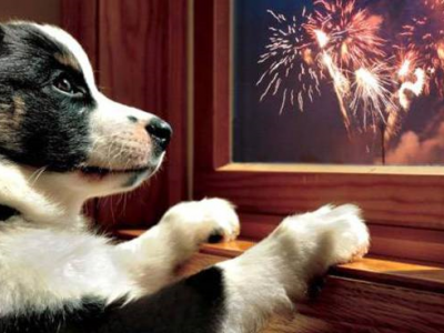 Gli animali e i fuochi d’artificio: i consigli degli esperti per la loro tutela