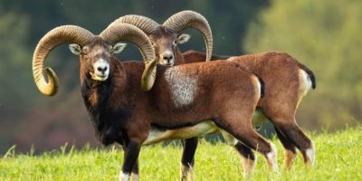 Mufloni del Giglio, pericolo scampato per la lo...