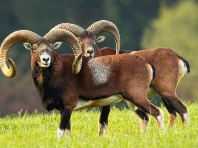 Mufloni del Giglio, pericolo scampato per la loro esistenza