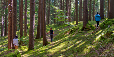 Forest Bathing, che cos’è e quali sono i benefi...
