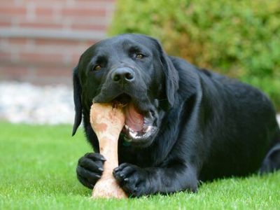 Dare le ossa ai cani: gesto pericoloso o innocuo?