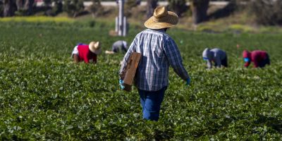Caporalato a Foggia, torna libera la moglie del...