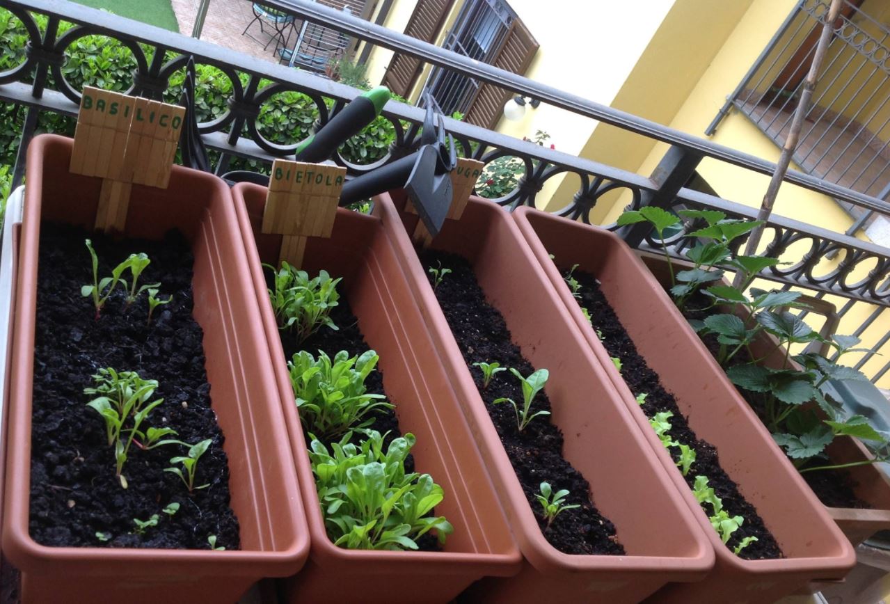 Orto fai da te sul balcone o sul terrazzo, cosa c’è da sapere