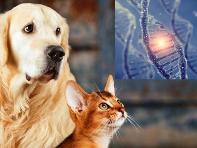 Sindrome di Down nei cani e nei gatti, esiste davvero?