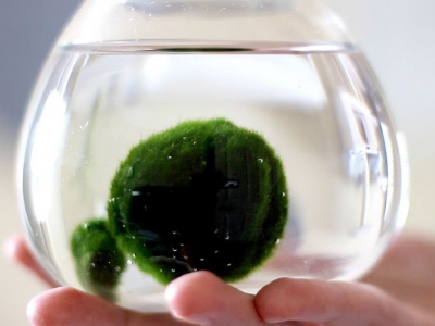 Marimo, l’alga palla giapponese che spopola nel...