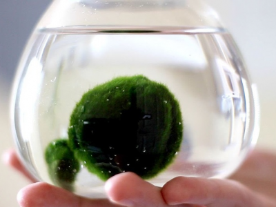 Marimo, l’alga palla giapponese che spopola nelle dimore italiane