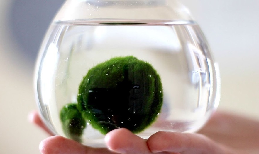 Marimo, l'alga palla giapponese che spopola nelle dimore italiane