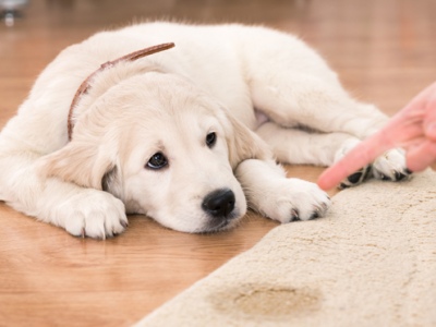 Come riconoscere l’incontinenza urinaria emotiva nel cane