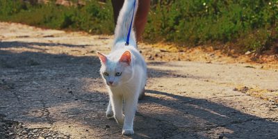 Passeggiata con il gatto al guinzaglio: favorevoli o contrari?