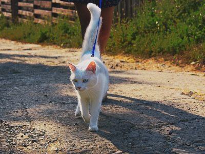 Passeggiata con il gatto al guinzaglio: favorevoli o contrari?