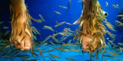 Fish pedicure: trattamento con i “pesci dottore”, tra rischi e benefici