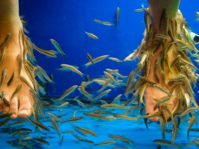 Fish pedicure: trattamento con i “pesci dottore”, tra rischi e benefici