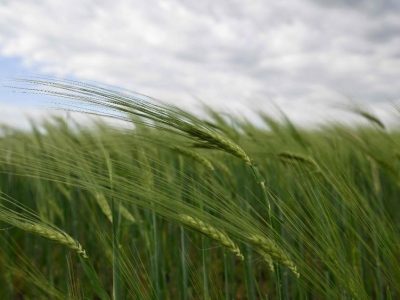 Ucraina, questione “grano”: incontro in corso tra Lavrov e Cavusoglu