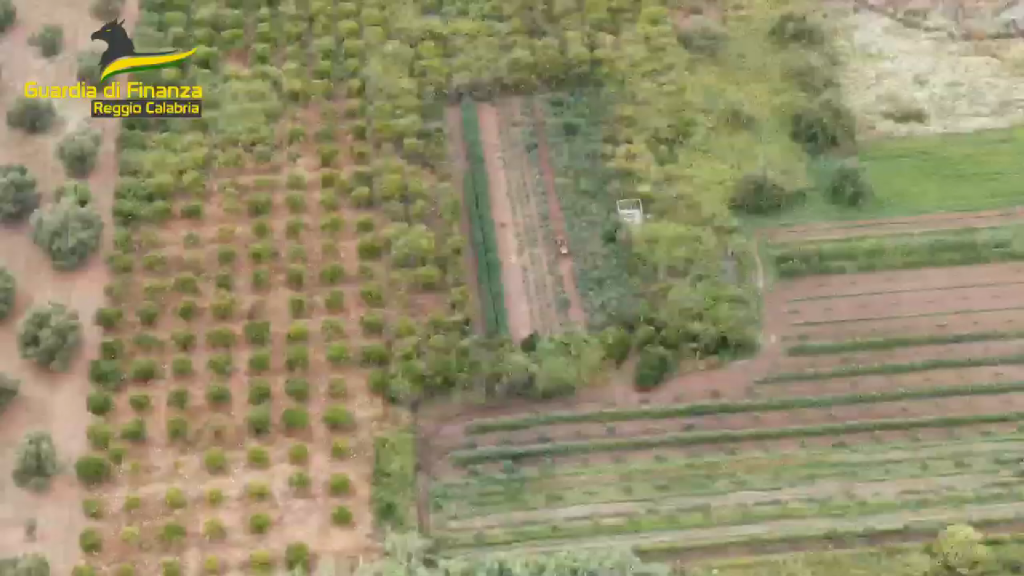 Gioia Tauro Marjuana