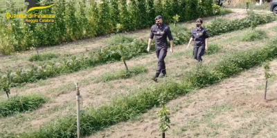 Gioia Tauro, scoperta una vasta piantagione di ...