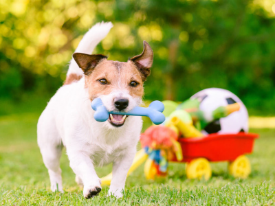 L’importanza del gioco tra cane e padrone