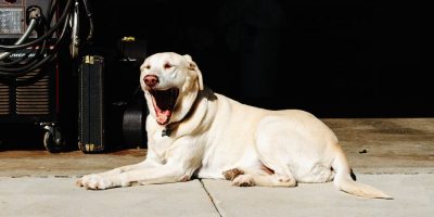 I disturbi del sonno nella vita di un cane