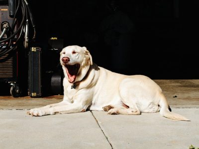 I disturbi del sonno nella vita di un cane