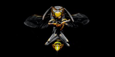 Scontro tra ape ed aereo, volo cancellato e fam...