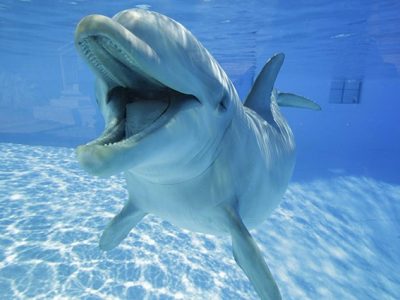 La Polizia partecipa al primo corso per soccorrere i delfini spiaggiati