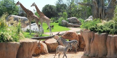 Zoo, qual è il pensiero comune: più favorevoli o contrari?