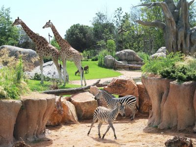 Zoo, qual è il pensiero comune: più favorevoli o contrari?