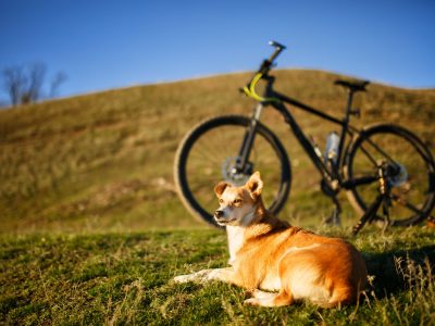 Portare il cane a spasso in bicicletta, è possibile?