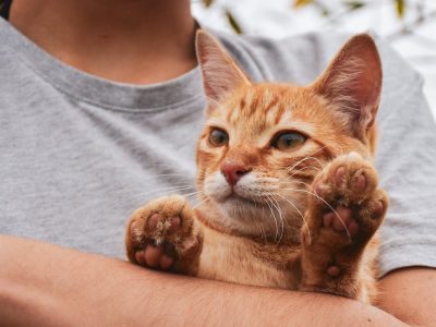 I cuscinetti del gatto: che cosa sono e a cosa servono