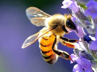 La qualità dell’aria viene controllata con le api